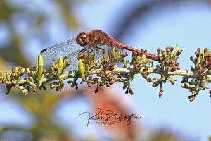 Red Darter Taking a Rest