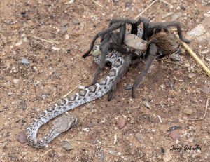 Rattlesnake Tastes Good!
