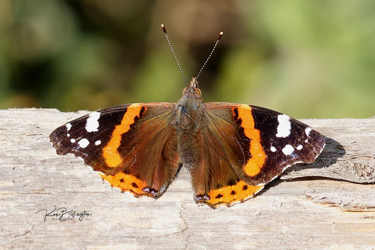 Soaking up the Sun – Red Admiral