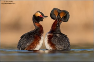 Horned Grebe (Podiceps Auritus)