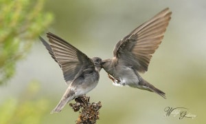 Brown-throated Martin