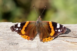 Soaking up the Sun - Red Admiral