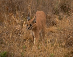 Caracal on the Move