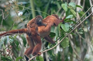 Howler Monkey Clinging on