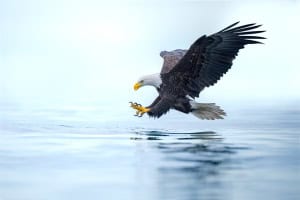 Bald Eagle 