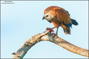 Black-collared Hawk with Fish (Busarellus Nigricollis)