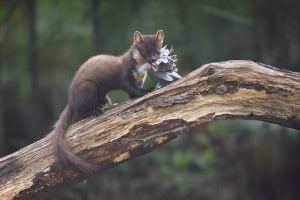 Pine Marten with Prey