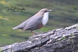 White-throated Dipper Cinclus Cinclus