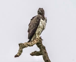 Martial Eagle
