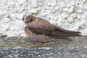 Eurasian Crag Martin Ptyonoprogne Rupestris