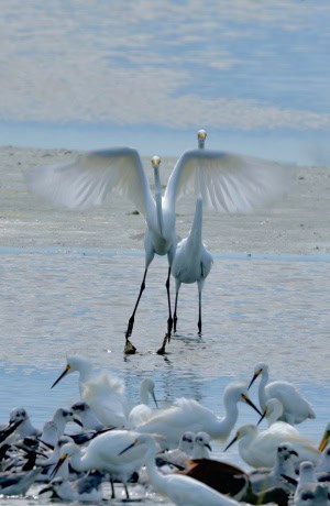 Great White Egrets