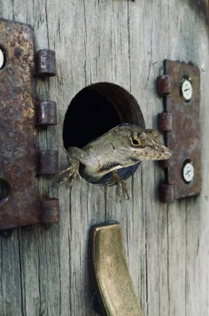Lizard at Home in Bird House