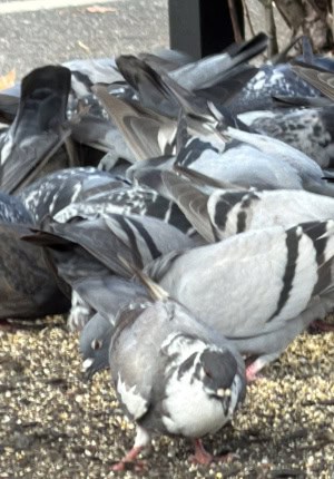 Pile of Pidge