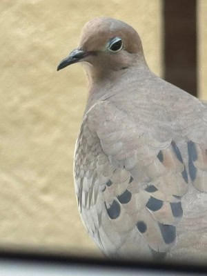 Sleepyeye Dove