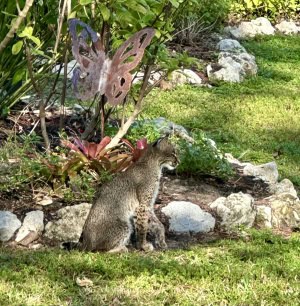 Juvenile Bobcat