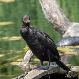 Double Crested Cormorant