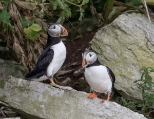 Atlantic Puffins