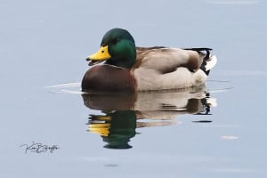 Mallard Anas Platyrhynchos