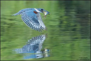 Ringed Kingfisher with Fish (Ceryle Torquata)