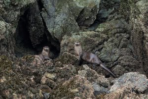 River Otters