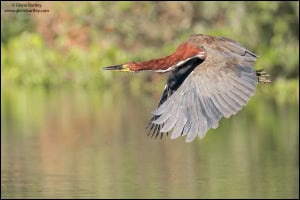 Rufescent Tiger Heron (Tigrisoma Lineatum)