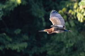 Rufescent Tiger Heron