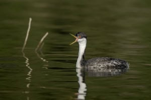 Western Grebe