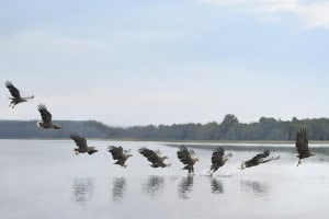 White-tailed Eagle (9 in 1)