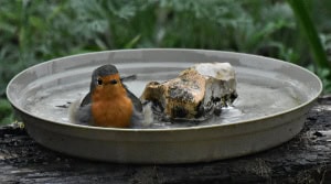 Bath Time