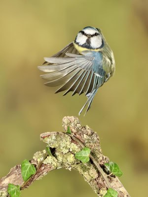 Blue Tit Imitating the Caped Crusader