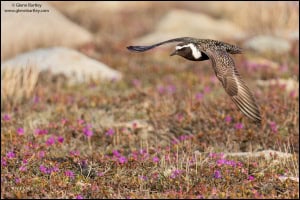 American Golden-plover (Pluvialis Dominica) 