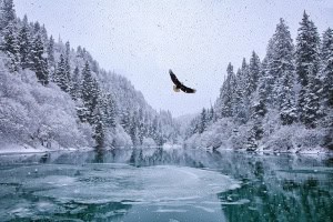 Bald Eagle - China Poot Bay, Alaska