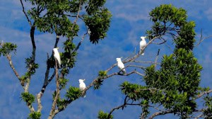 Sulphur Crested Cockatoos