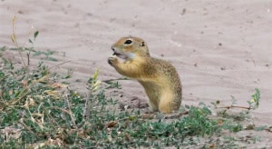 European Ground Squirrel