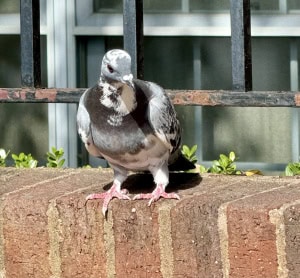 Pretty Patterned Pidge 