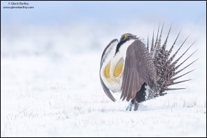 Greater Sage Grouse (Centrocercus Urophasianus)