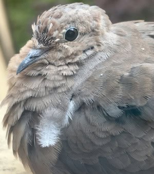 Little Molting Mourning Dove