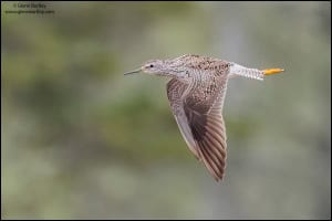 Lesser Yellowlegs (Tringa Flavipes)