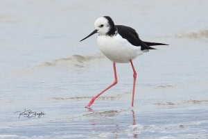 Pied Stilt