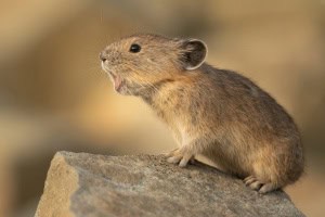 American Pika