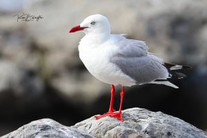 Red-billed Gull
