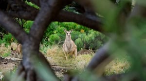 Roo Framed