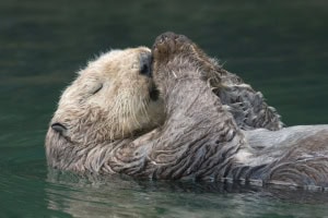 Sea Otter