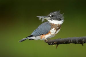 This Belted Kingfisher Has yet to Clean up Her Bill After Preening