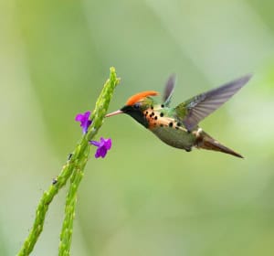 Tufted Coquette Feeding on Flower