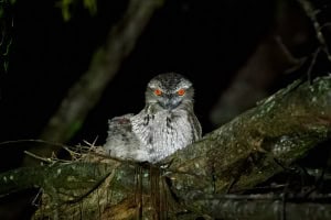 Tawny Frogmouth and Hatchling