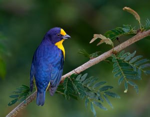 Violaceous Euphonia Perched
