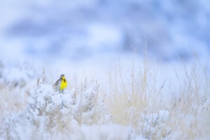 Western Meadowlark - Craig, Colorado