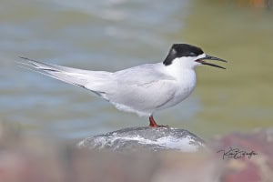 White-fronted Tern