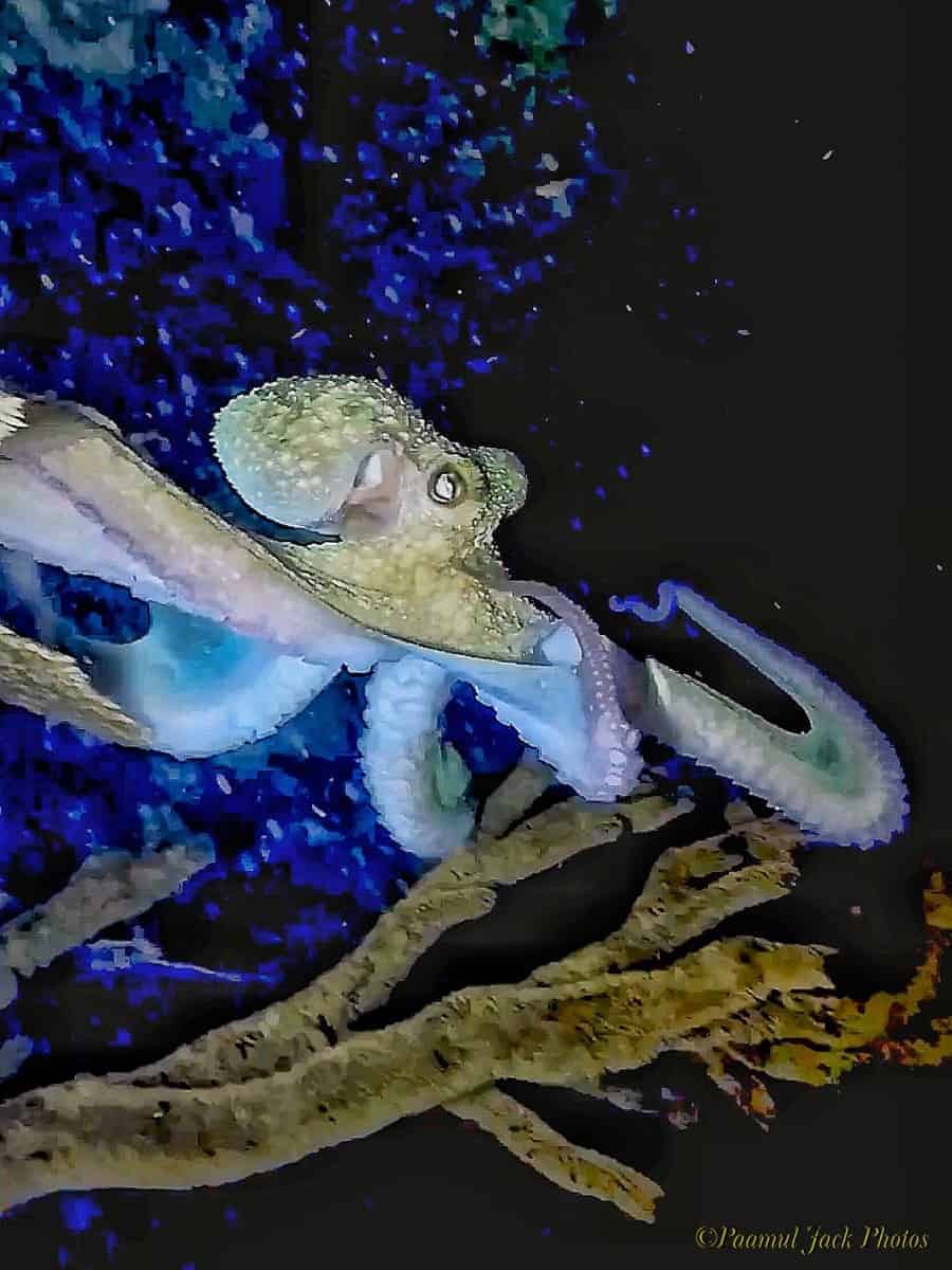 Caribbean Octopus’ Night-stroll